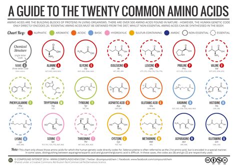 which amino acids are similar to each other